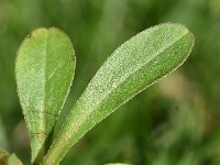 Aster alpinus 43, Saxifraga-Sonja Bouwman  Alpenaster - Aster alpinus - Asteraceae familie