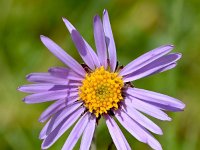 Aster alpinus 44, Saxifraga-Sonja Bouwman  Alpenaster - Aster alpinus - Asteraceae familie; Gemmipas, Alp Trider (Zw)