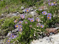 Aster alpinus 46, Saxifraga-Luuk Vermeer