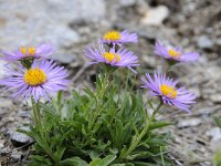 Aster alpinus 47, Saxifraga-Luuk Vermeer