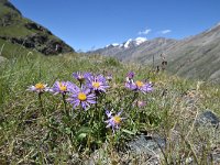 Aster alpinus 49, Saxifraga-Luuk Vermeer