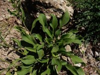 Aster amellus ssp ibericus 5, Saxifraga-Ed Stikvoort