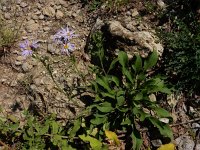 Aster amellus ssp ibericus 8, Saxifraga-Ed Stikvoort