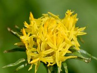 Aster lynosiris 4, Saxifraga-Sonja Bouwman  Kalkaster - Aster linosyris - Asteraceae familie