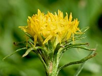 Aster lynosiris 5, Saxifraga-Sonja Bouwman  Kalkaster - Aster linosyris - Asteraceae familie