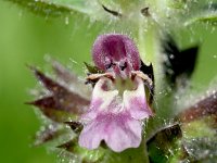 Aster lynosiris 6, Saxifraga-Sonja Bouwman  Alpenandoorn - Stachys alpina - Lamiaceae familie; Alp Trider (Zw)