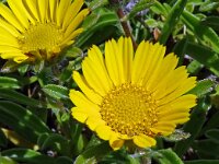 Asteriscus maritimus 86, Saxifraga-Hans Grotenhuis
