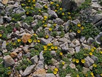 Asteriscus maritimus 88, Saxifraga-Hans Grotenhuis