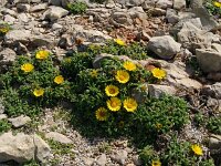 Asteriscus maritimus 89, Saxifraga-Hans Grotenhuis