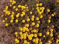 Asteriscus maritimus 1, Saxifraga-Piet Zomerdijk