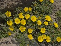 Asteriscus maritimus 10, Saxifraga-Willem van Kruijsbergen