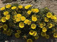 Asteriscus maritimus 11, Saxifraga-Jan van der Straaten