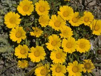 Asteriscus maritimus 13, Saxifraga-Jan van der Straaten