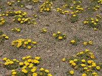 Asteriscus maritimus 14, Saxifraga-Jan van der Straaten