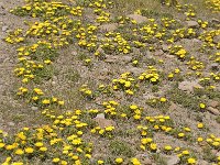 Asteriscus maritimus 15, Saxifraga-Jan van der Straaten