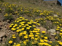 Asteriscus maritimus 16, Saxifraga-Jan van der Straaten