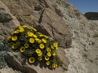 Asteriscus maritimus 17, Saxifraga-Jan van der Straaten