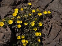 Asteriscus maritimus 19, Saxifraga-Jan van der Straaten