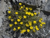 Asteriscus maritimus 24, Saxifraga-Willem van Kruijsbergen