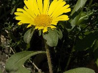 Asteriscus maritimus 25, Saxifraga-Jan van der Straaten