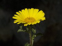 Asteriscus maritimus 28, Saxifraga-Jan van der Straaten