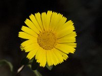 Asteriscus maritimus 30, Saxifraga-Jan van der Straaten