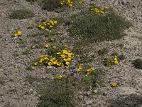 Asteriscus maritimus 31, Saxifraga-Willem van Kruijsbergen