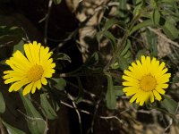 Asteriscus maritimus 32, Saxifraga-Jan van der Straaten