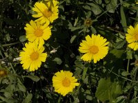 Asteriscus maritimus 34, Saxifraga-Jan van der Straaten