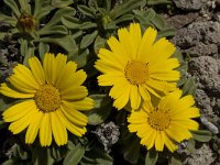 Asteriscus maritimus 39, Saxifraga-Willem van Kruijsbergen