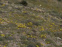 Asteriscus maritimus 42, Saxifraga-Willem van Kruijsbergen