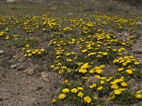 Asteriscus maritimus 43, Saxifraga-Willem van Kruijsbergen