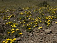 Asteriscus maritimus 44, Saxifraga-Willem van Kruijsbergen