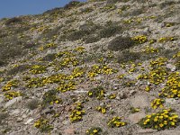 Asteriscus maritimus 48, Saxifraga-Willem van Kruijsbergen