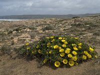 Asteriscus maritimus 5, Saxifraga-Willem van Kruijsbergen