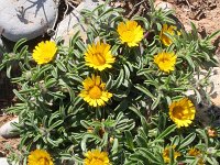 Asteriscus maritimus 52, Saxifraga-Rutger Barendse