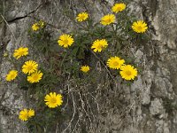 Asteriscus maritimus 55, Saxifraga-Willem van Kruijsbergen