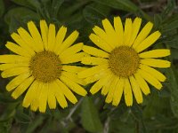 Asteriscus maritimus 56, Saxifraga-Willem van Kruijsbergen