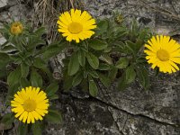 Asteriscus maritimus 57, Saxifraga-Willem van Kruijsbergen