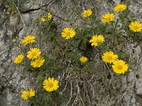 Asteriscus maritimus 63, Saxifraga-Jan van der Straaten