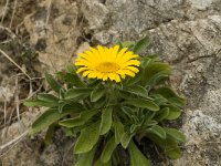 Asteriscus maritimus 64, Saxifraga-Jan van der Straaten