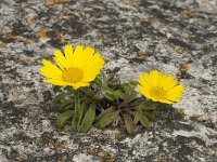 Asteriscus maritimus 70, Saxifraga-Willem van Kruijsbergen