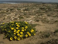 Asteriscus maritimus 71, Saxifraga-Jan van der Straaten