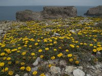 Asteriscus maritimus 73, Saxifraga-Willem van Kruijsbergen