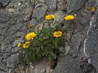 Asteriscus maritimus 78, Saxifraga-Willem van Kruijsbergen