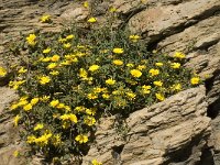 Asteriscus maritimus 8, Saxifraga-Jan van der Straaten