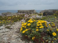 Asteriscus maritimus 83, Saxifraga-Willem van Kruijsbergen