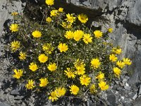 Asteriscus maritimus 9, Saxifraga-Jan van der Straaten