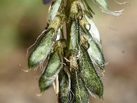 Astragalus alpinus 10, Saxifraga-Sonja Bouwman  Alpine milk-vetch - Astragalus alpinus - Fabaceae familie