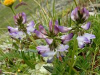 Astragalus alpinus 18, Saxifraga-Ed Stikvoort